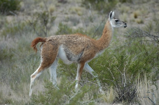 lama guanako