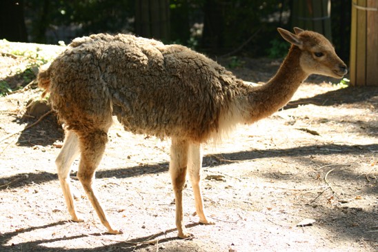 vikuňa