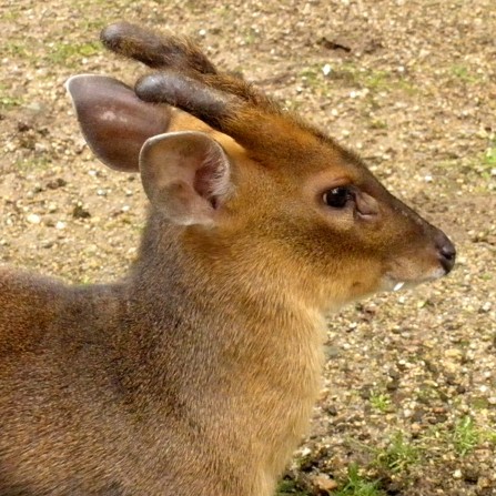 muntžak
