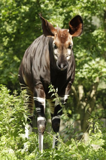 okapi