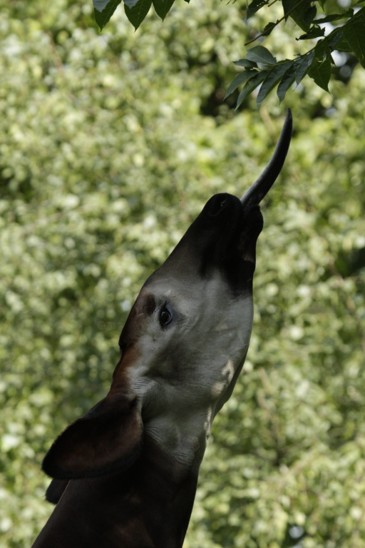 okapi