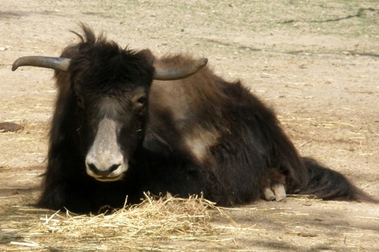 jak domácí