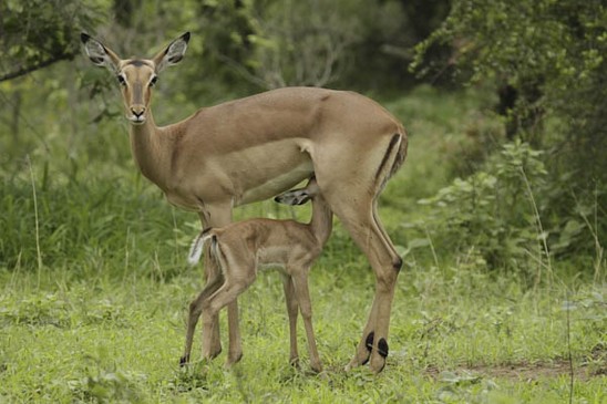 impala