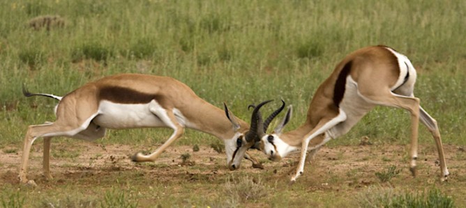antilopa skákavá