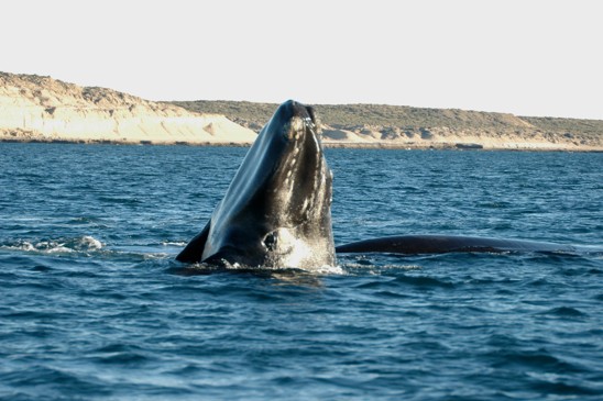 velryba jižní