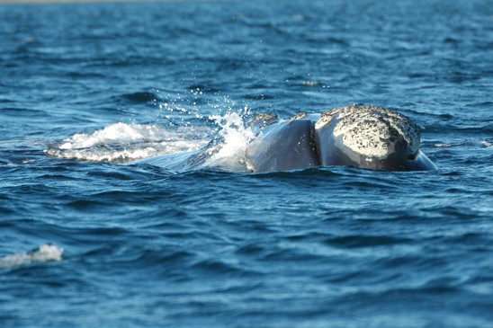 velryba jižní