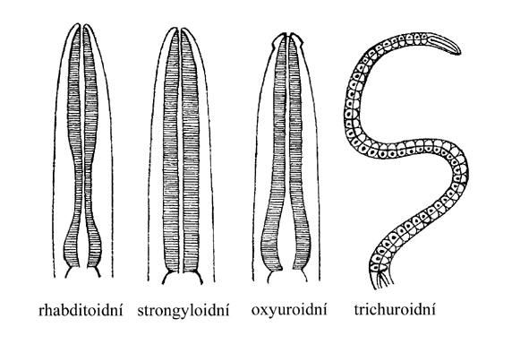 typy hltanů hlístic