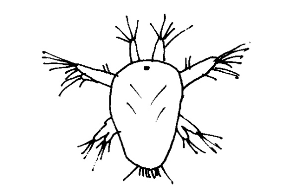 nauplius