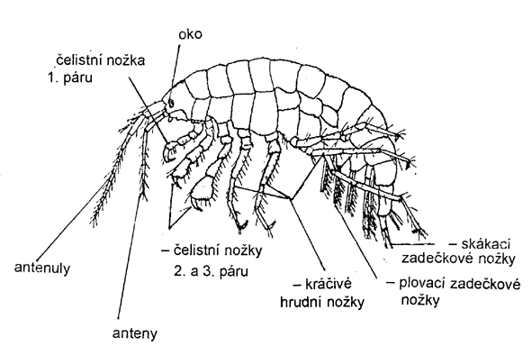 blešivec