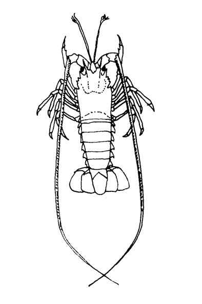 langusta