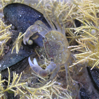 krab