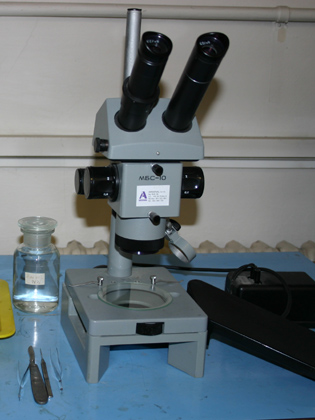 stereomikroskop
